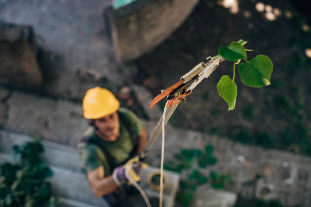 Best Tree Stump Removal  in Elkhorn, CA